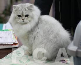 Молодой кот персидской классической шиншиллы