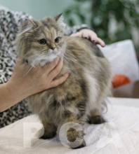 Персидская классическая кошка черепаховая