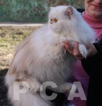 Груминг персидских классических кошек