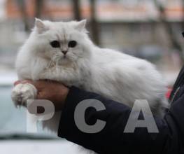 Поступки персидских классических кошек