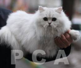 Звуковое общение персидских классических кошек