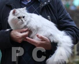 Персидский классический котенок