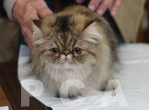 Аристократка персидская кошка на приеме
