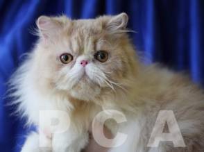 Пристрастия персидских кошек
