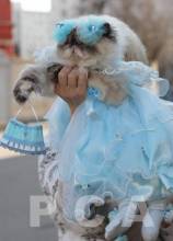 Подготовка к карнавалу персидской кошки