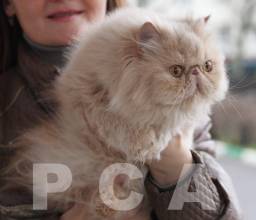 Простые окрасы персидских кошек