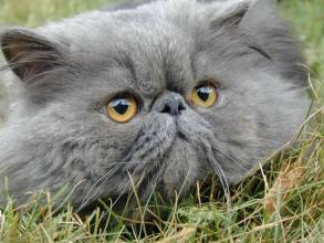 Характер персидских кошек