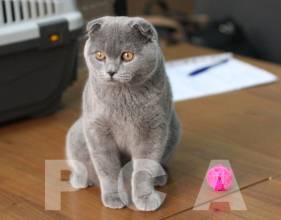 Голубой котенок скоттиш-фолд