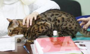Терпимость бенгальской кошки