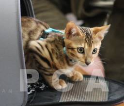 Любопытство не порок для бенгальской кошки