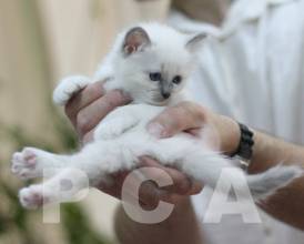Бирманский котенок окраса блю-пойнт