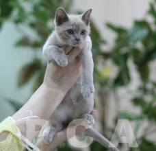 Бурманский котенок (бурма) в доме