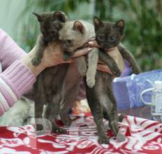 Роскошный букет бурманских котят