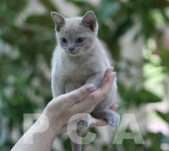 Бурманский котенок голубого окраса