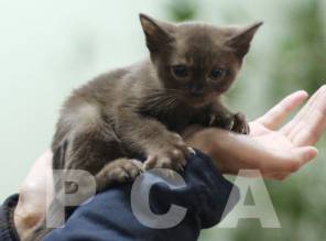 Бурманский котенок соболиного окраса