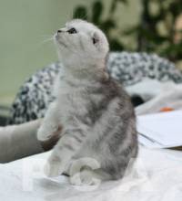 Любопытство котенка скоттиш-фолд