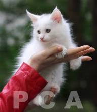 Окрас глаз у белого котенка мейн-куна