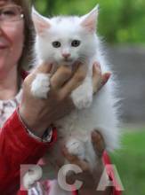 Котенок белого мейн-куна