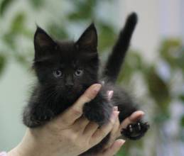 Черный окрас котенка мейн-кун