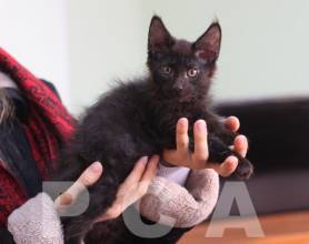 Черный котенок мейн-кун