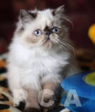 Персидский котенок (гималайский)