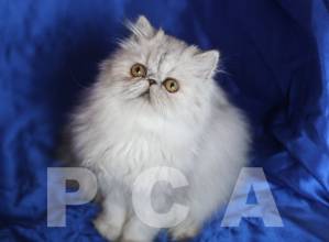 Персидские котята шиншиллы - это кошки для дома