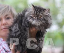 Персидский котенок - пушистый комочек счастья