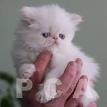 Персидский котенок происхождеие