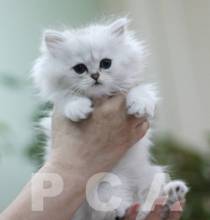 Персидский классический котенок - фотомодель