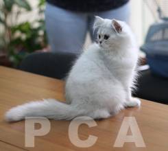 Любознательность персидского классического котенка