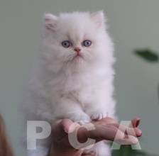 Нежность взгляда персидского котенка
