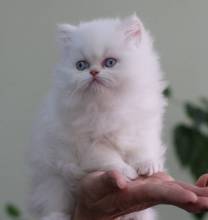 Уход за шерстью персидского котенка