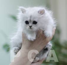 Друзья персидского классического котенка