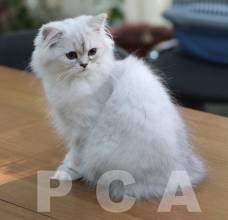Классический персидский котенок