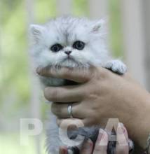 Питание персидского котенка шиншиллы