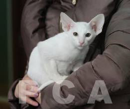 Котенок белого ориентала