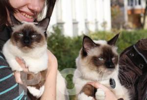 Семейство бирманских кошек